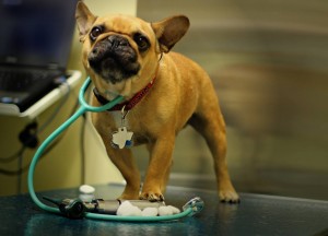 veterinarijos klinika Vilniuje