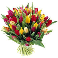 tulpes
