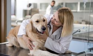 Veterinarijos klinika Vilniuje