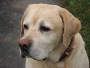 labradoro retriveris