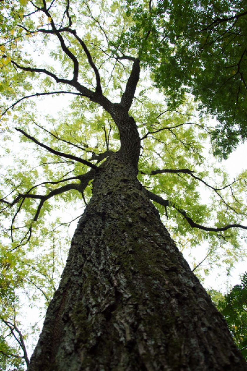 Riešutmedžių giraitėje kvietė pažinti neatrastą skonį