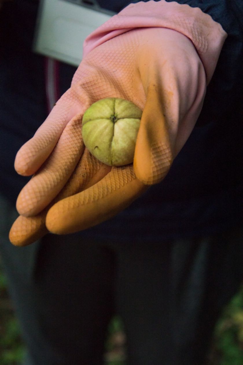 Riešutmedžių giraitėje kvietė pažinti neatrastą skonį