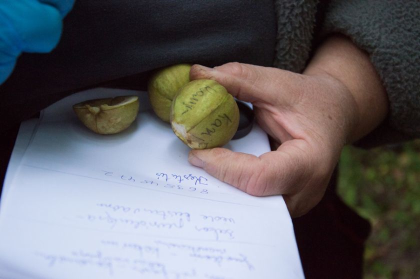 Riešutmedžių giraitėje kvietė pažinti neatrastą skonį