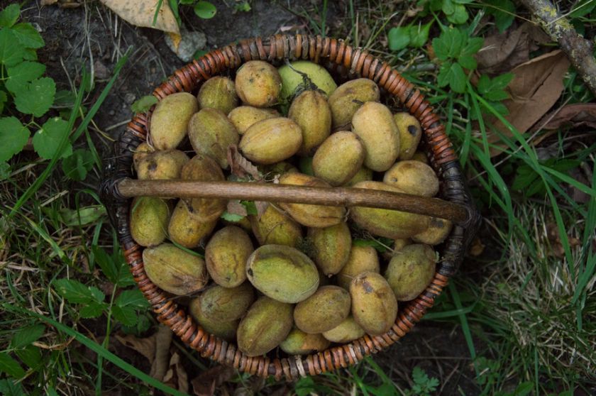 Riešutmedžių giraitėje kvietė pažinti neatrastą skonį