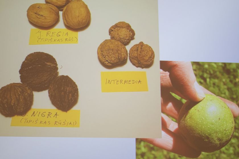 Riešutmedžių giraitėje kvietė pažinti neatrastą skonį