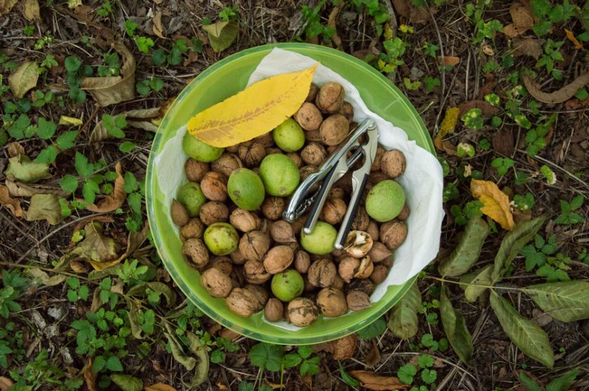 Riešutmedžių giraitėje kvietė pažinti neatrastą skonį