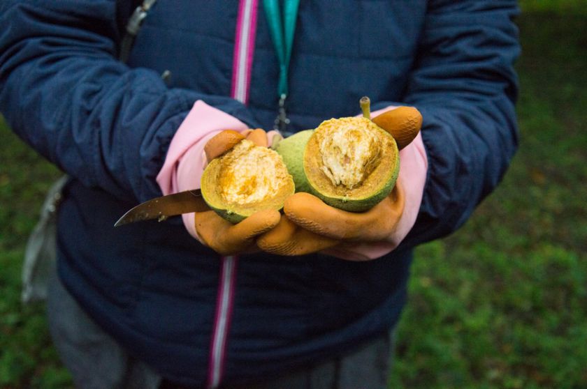 Riešutmedžių giraitėje kvietė pažinti neatrastą skonį