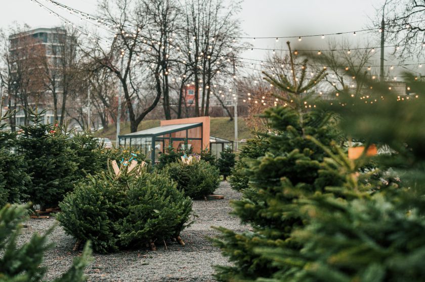 Pirmą kartą Lietuvoje pristatomas net 1000 kalėdinių eglių centras