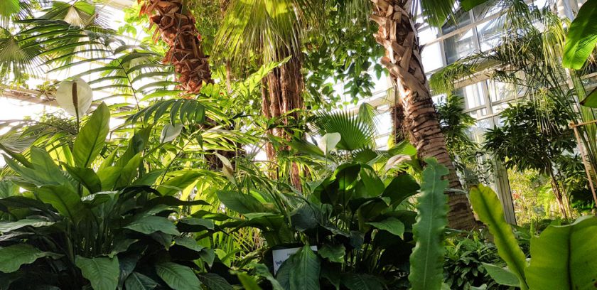 Didžiausią Lietuvoje oranžeriją užlies muzikos garsai ir spalvos