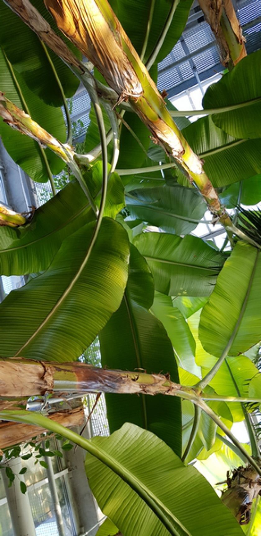 Didžiausią Lietuvoje oranžeriją užlies muzikos garsai ir spalvos