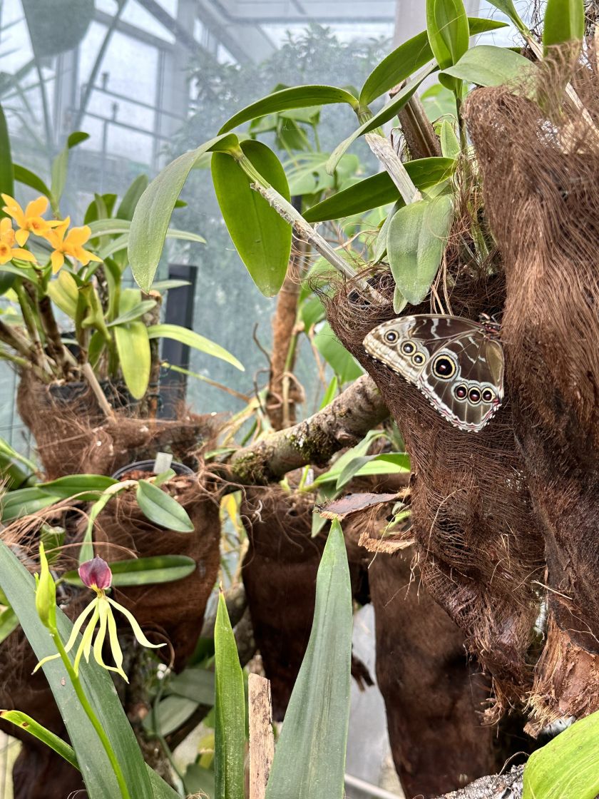 Į VDU Botanikos sodą sugrįžo tropiniai drugiai: eksponuojami kartu su orchidėjomis
