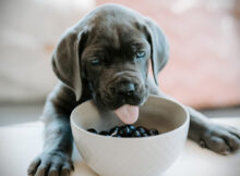 Advance sausas šunų maistas