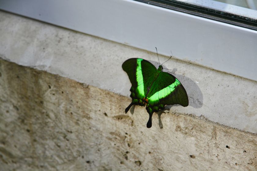 
VDU Botanikos sode atidaroma nauja erdvi drugių ekspozicija: tropikų atmosferą kuria augalais                
