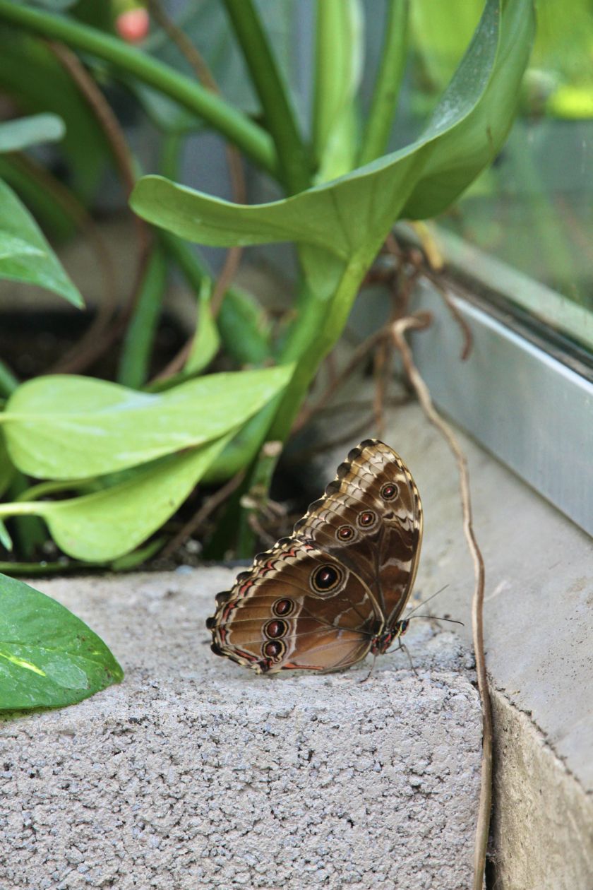 
VDU Botanikos sode atidaroma nauja erdvi drugių ekspozicija: tropikų atmosferą kuria augalais                