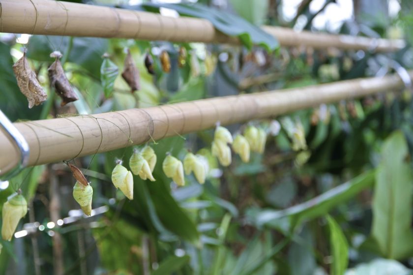 
VDU Botanikos sode atidaroma nauja erdvi drugių ekspozicija: tropikų atmosferą kuria augalais                