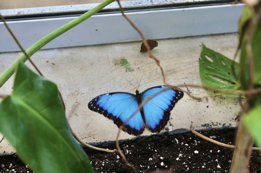 
VDU Botanikos sode atidaroma nauja erdvi drugių ekspozicija: tropikų atmosferą kuria augalais                