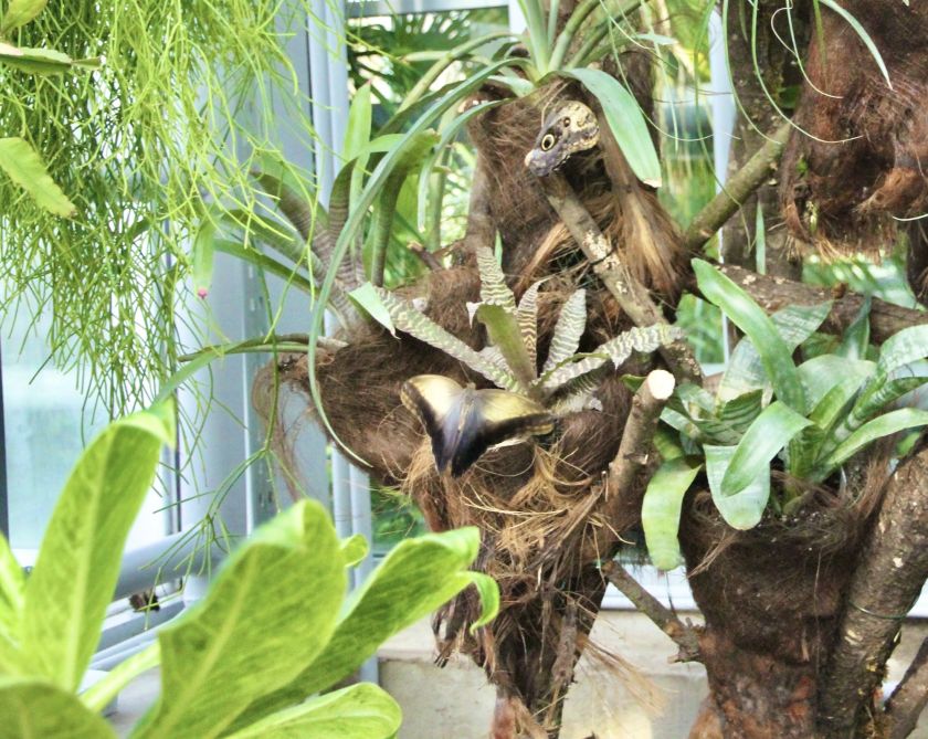 
VDU Botanikos sode atidaroma nauja erdvi drugių ekspozicija: tropikų atmosferą kuria augalais                