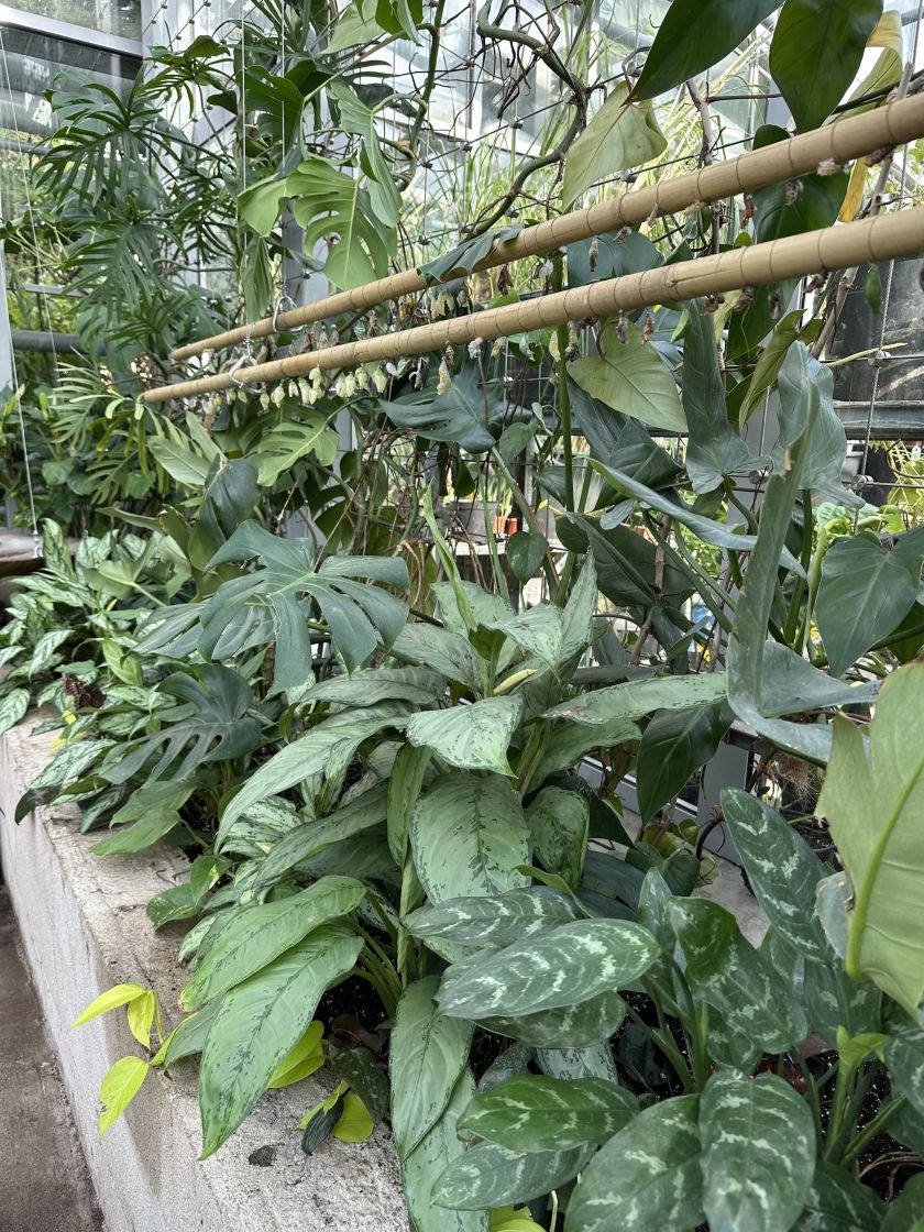 
VDU Botanikos sode atidaroma nauja erdvi drugių ekspozicija: tropikų atmosferą kuria augalais                