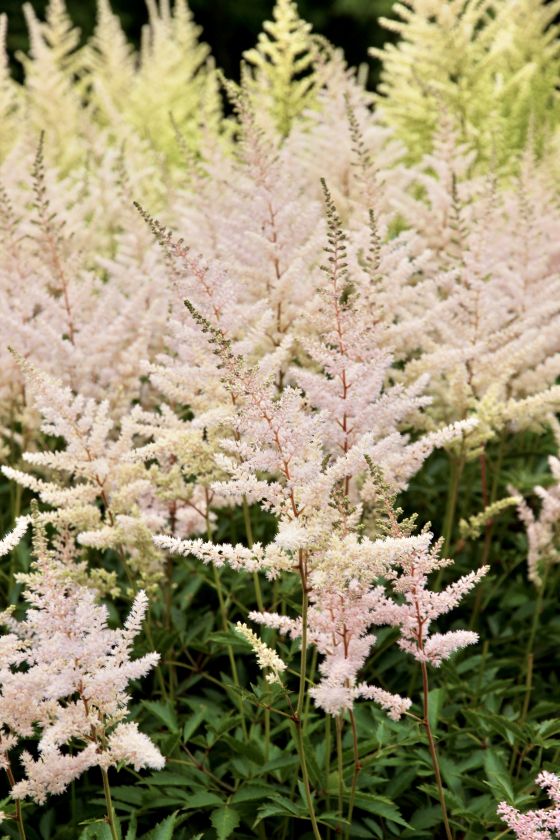 
Augalai kaip niekad ankstyvi: anksčiau pražydusias astilbes vejasi keliomis savaitėmis skubanti hortenzijų kolekcija                