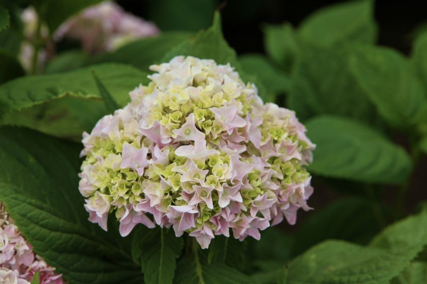 
Augalai kaip niekad ankstyvi: anksčiau pražydusias astilbes vejasi keliomis savaitėmis skubanti hortenzijų kolekcija                