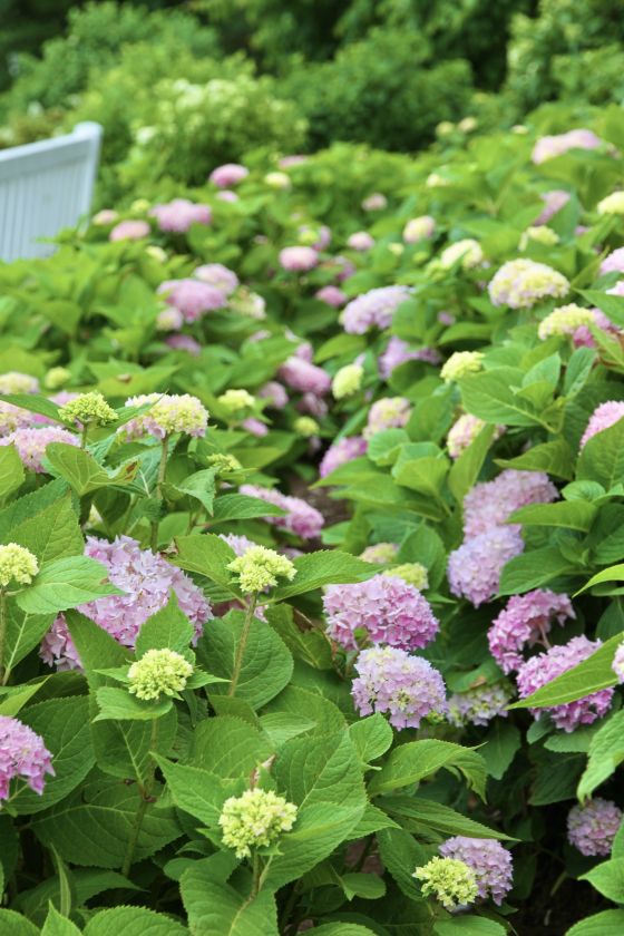 
Augalai kaip niekad ankstyvi: anksčiau pražydusias astilbes vejasi keliomis savaitėmis skubanti hortenzijų kolekcija                