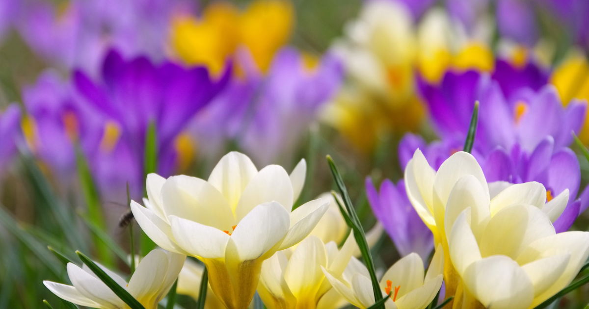 krokų svogūnėliai