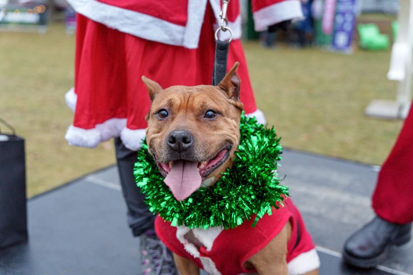 Druskininkuose tikra kalėdinė žygiavimo šventė: šeštadienį „TrenkTuro” žygeiviai užkūrė šventinį karnavalą