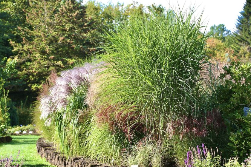 Turtingoje miskantų kolekcijoje – ir oranžeriją praaugę milžinai