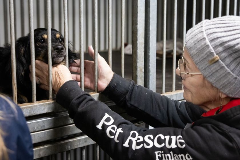 Dešimtmetį mininti „Pet Rescue Finland“ organizacija namus Suomijoje surado jau daugiau nei 2300 Lietuvos prieglaudų šunų