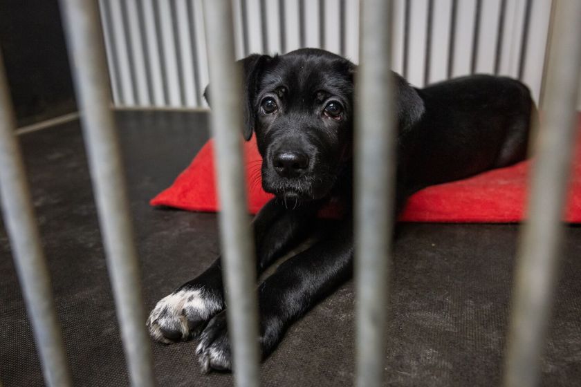 Dešimtmetį mininti „Pet Rescue Finland“ organizacija namus Suomijoje surado jau daugiau nei 2300 Lietuvos prieglaudų šunų